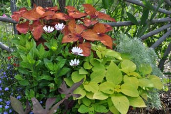 Coleus Coleus