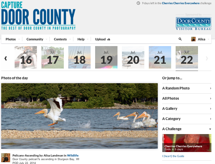 In my delight of learning that my photograph of the Pelicans Ascending, some research seemed necessary.